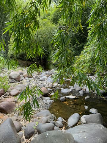 Bamboo forest stream